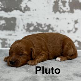 Pluto - Red  male Goldendoodle puppy in Nortonville, Kentucky from Deb’s KY Doodles
