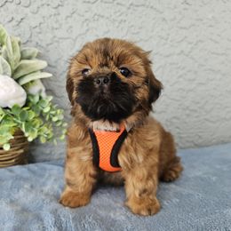 Flash - Gold male Shih Tzu puppy in Port Charlotte, Florida from Chimera Shih Tzu SW Florida