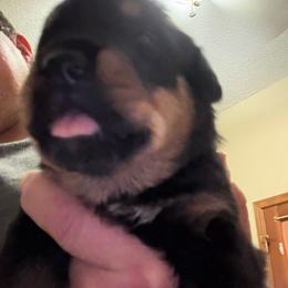 White girl - Black and mahogany female Rottweiler puppy in Colorado Springs, Colorado from Von Locher Rotties