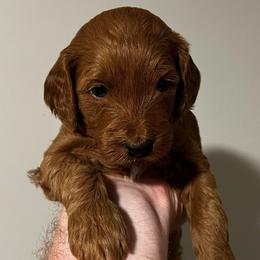 Orange Blossom has her own genetic testing - Red  female Goldendoodle puppy in St. George, Utah from Dashing Doodle Pups
