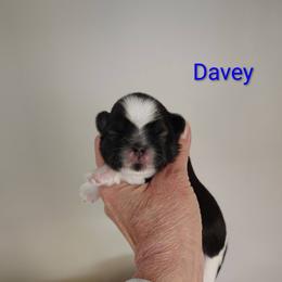 Davey - Tricolor male Shih Tzu puppy in Palmyra, New York from Karen's Tzus of Palmyra-Macedon