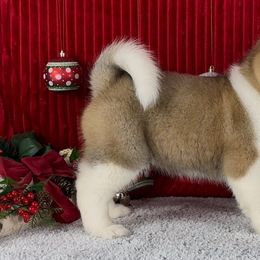 Akita from Finesse Akitas
