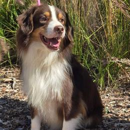 Rocky - Red tri-color male Miniature American Shepherd puppy in Fort Dodge, Iowa from Come By MAS