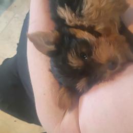 Harold - Black and tan male Yorkshire Terrier puppy in Jacksonville, Arkansas from Royal Yorkie Terrier