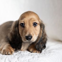Carpenter Bee - Cream male Dachshund puppy in Crystal, Michigan from Mare-bella Dachshunds