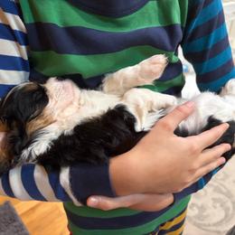 Blue - Tri-color female Cavalier King Charles Spaniel puppy in Mount Dora, Florida from Carroll’s Cavaliers