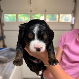 Pampas - Tri-color male Bernedoodle puppy in Irmo, South Carolina from Palmetto Bernedoodles Boutique