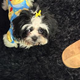 Shih Tzu Puppies from Adams Pawsitive Pawfection
