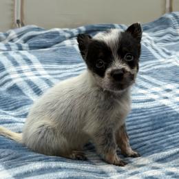 Holly - Blue mottled female Australian Cattle Dog puppy in Seneca, Missouri from MO Morningstar Heelers