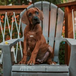 Rhodesian Ridgeback Puppies from Heritage Rhodesian Ridgebacks