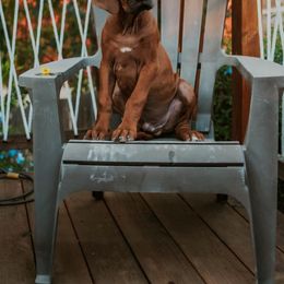 Rhodesian Ridgeback Puppies from Heritage Rhodesian Ridgebacks