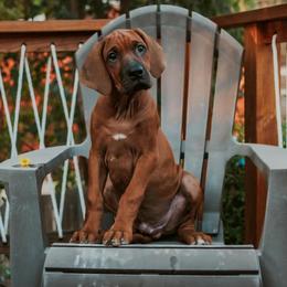 Rhodesian Ridgeback Puppies from Heritage Rhodesian Ridgebacks