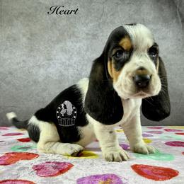 Heart - Black white and brown female Basset Hound puppy in Dingess, West Virginia from Tuckers' Howling Hounds