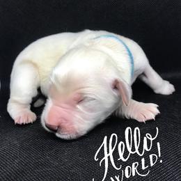 Golden Retriever Puppies from Bennett Goldens