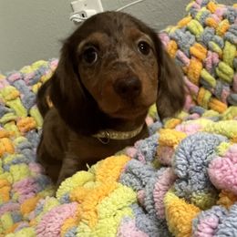 Ghost- Josie - Dapple female Dachshund puppy in Pittsburg, California from Super Hero Dachshunds