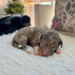 Lucy - White and red merle female Bordoodle puppy in Valley Center, California from Circle R Valley Bordoodls