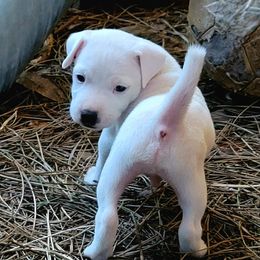 Glacier - White male Jack Russell Terrier puppy in California from Kimberlite