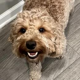 Goldendoodles from Bailey’s Doodles of Franklin, Indiana