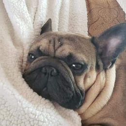 Steve - French Bulldog