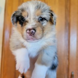 American Corgi Puppies from DnD Corgis