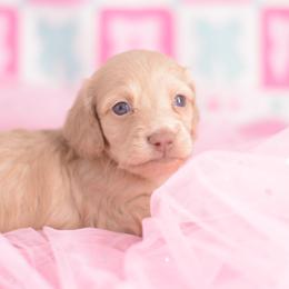 Toast -- FULL AKC Cream Silky - Cream male Dachshund puppy in Neosho, Missouri from A Walk In The Park