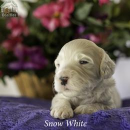 Snow White - Chalk female Australian Labradoodle puppy in Cashmere, Washington from Mountain Home Doodles