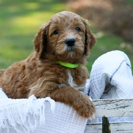 Goldendoodle Puppies from Ellie's Goldendoodles