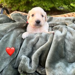 Golden Retriever Puppies from Clover Creek Goldens