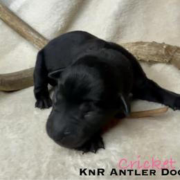 Cricket - Black female Labrador Retriever puppy in Grants Pass, Oregon from KnR Antler Dogs ~ Labrador Retrievers & Corgis