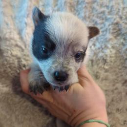 Combine - Blue speckled male Australian Cattle Dog puppy in Mena, Arkansas from Red Desert Australian Cattle Dogs