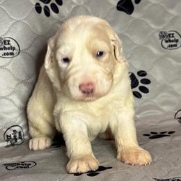 BIRCH - Fawn and white male Sheepadoodle puppy in Riverside, California from Downtown Doodles & Frenchies