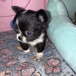 Franklin (Tiny) - Black and white male Chihuahua puppy in Naples, Florida from Naples Tiny Dogs