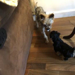 Yorkshire Terrier Puppies from Hilly Acres Farm