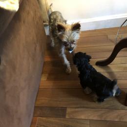 Yorkshire Terrier Puppies from Hilly Acres Farm