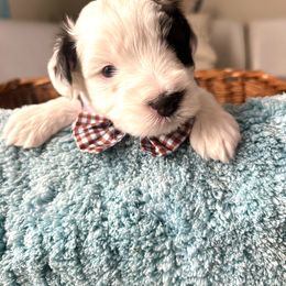 Miniature Schnauzer Puppies from LIZ FANCY SCHNAUZERS