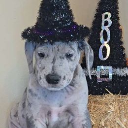Boo - Great Dane puppy from Miner's Dynamic Danes