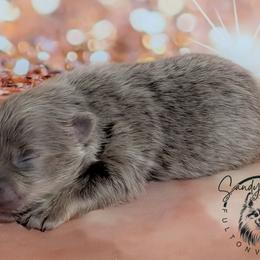 Teddy - Lavender male Pomeranian puppy in Fultonville, New York from Sandy Aussies & Pomeranians
