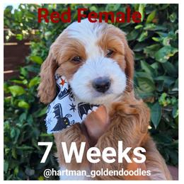 Red - Apricot female Goldendoodle puppy in Upland, California from Hartman Goldendoodles
