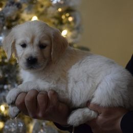 Teal Collar - Light golden male Golden Retriever puppy in Stedman, North Carolina from Wise-Taylor Goldens