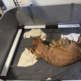 Boy 2 - Yellow male Labrador Retriever puppy in Littlefield, Arizona from Susan Burkey