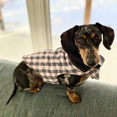 Winnie - Dachshund