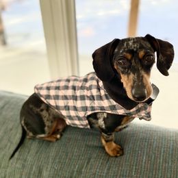 Winnie - Dachshund