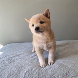 Prince - Cream male Shiba Inu puppy in Monett, Missouri from Happy Tails Shiba Inus