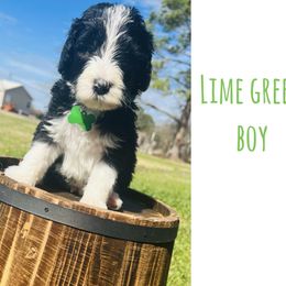 Sheepadoodle Puppies from E & M Doodles
