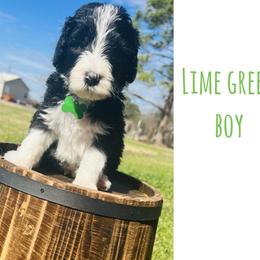 Sheepadoodle Puppies from E & M Doodles