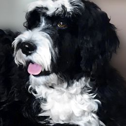 Breeze - Portuguese Water Dog