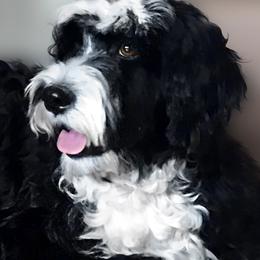 Breeze - Portuguese Water Dog