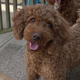 Ginger - Goldendoodle