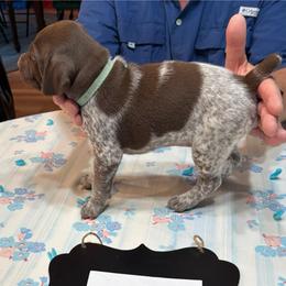 Quincy - Liver and white male German Shorthaired Pointer puppy in Morgantown, Indiana from Kevin Funkhouser Kennel