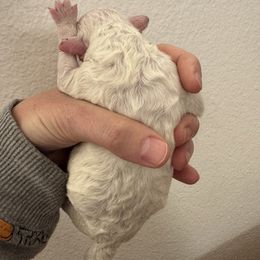 Blue Boy - Brown and white male Sheepadoodle puppy in Kissimmee, Florida from Sunflower Family Farms